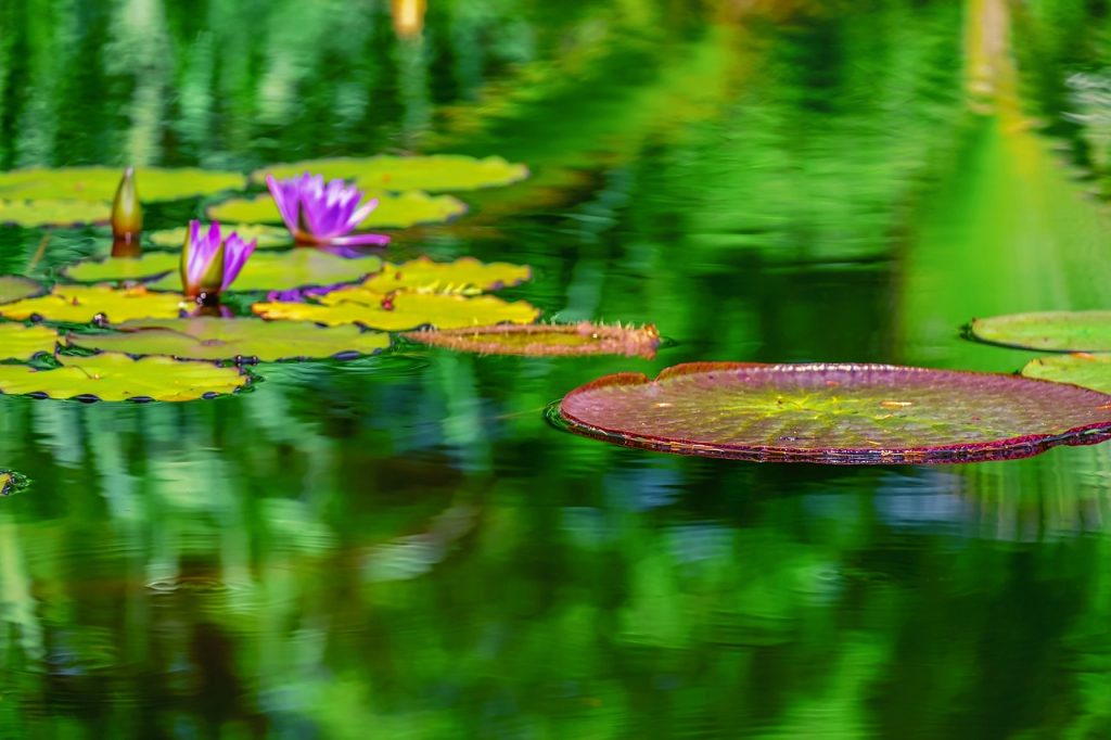 lily pad, water lily plate, circular-3784065.jpg